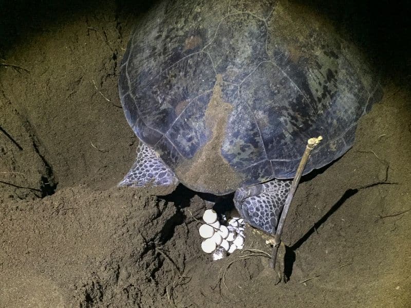 Sea Turtle Nesting Season (7) La temporada de anidación de tortugas marinas