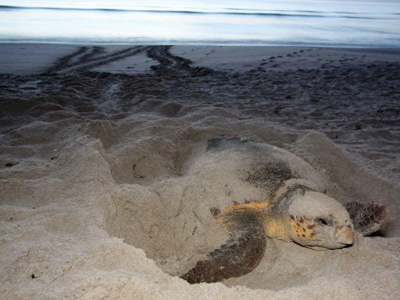 Sea Turtle Nesting Season (8) La temporada de anidación de tortugas marinas