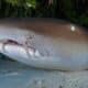 Sharks in Cozumel (1) tiburones en Cozumel