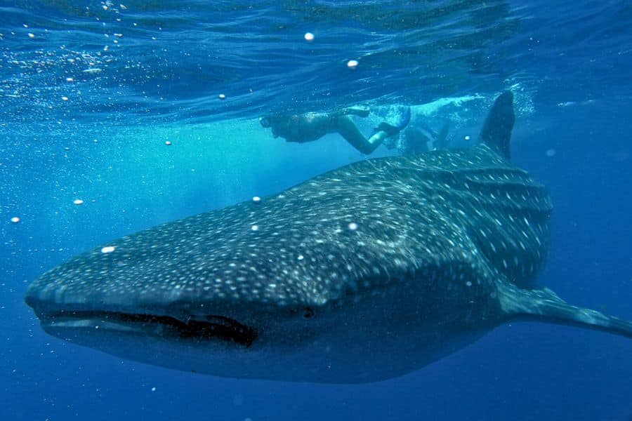 Sharks in Cozumel (2) tiburones en Cozumel