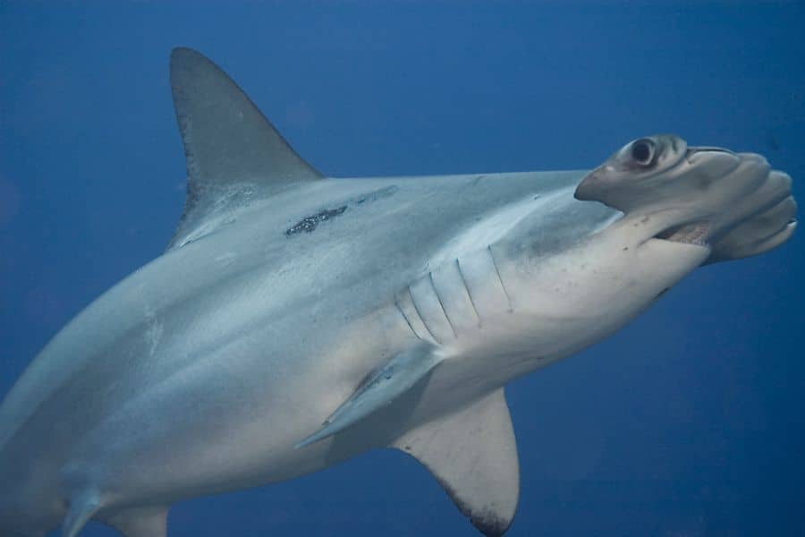 Sharks in Cozumel (5) tiburones en Cozumel