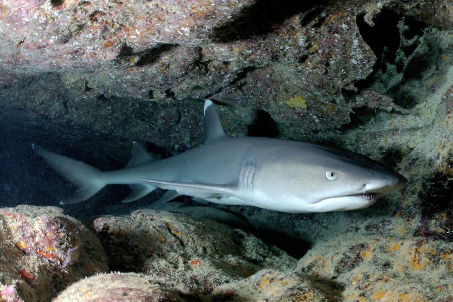 reef shark - tiburón de arrecife