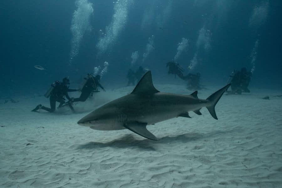 Sharks in Cozumel (7) tiburones en Cozumel