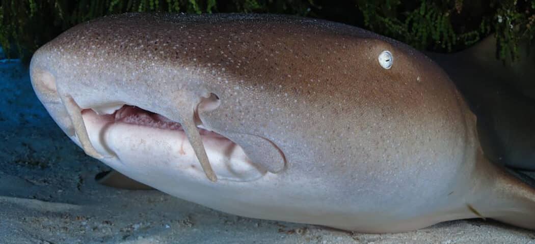 Sharks in Cozumel - Main