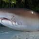 Sharks in Cozumel - Main