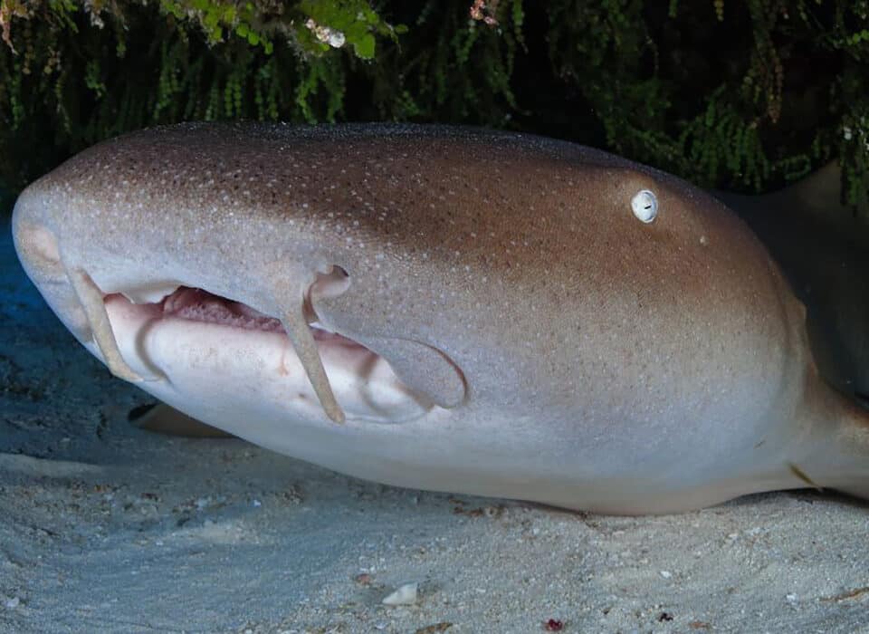 Sharks in Cozumel - Main