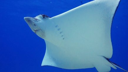 Spotted Eagle Ray Facts That Will Blow Your Mind