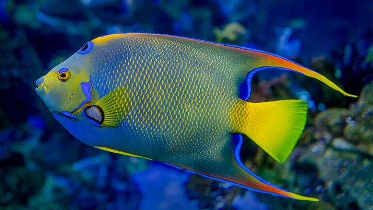 5 Types Of Saltwater Angelfish Species From the Caribbean