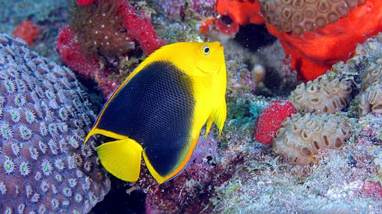 5 Types Of Saltwater Angelfish You Can See In The Caribbean