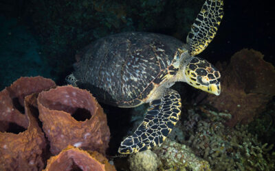 Wreck & Night diving turtle