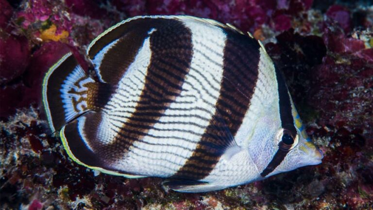 7 Saltwater Butterfly Fish Facts To Discover This Amazing Marine Animal