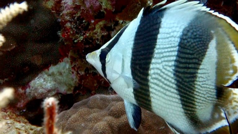 7 Saltwater Butterfly Fish Facts To Discover This Amazing Marine Animal