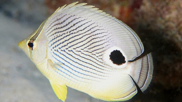 7 Saltwater Butterfly Fish Facts To Discover This Amazing Marine Animal