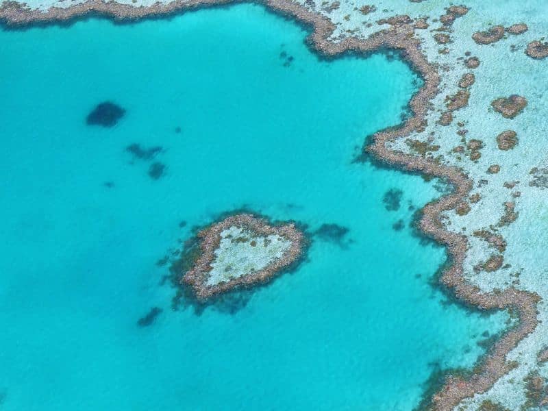 different types of coral - tipos diferentes de coral (patch reefs)