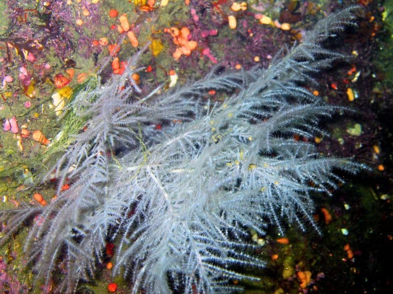 different types of coral - tipos diferentes de coral (Ceriantharia)