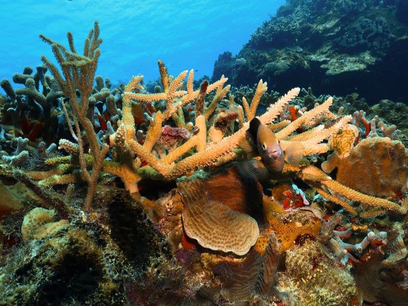 different types of coral - tipos diferentes de coral (2)