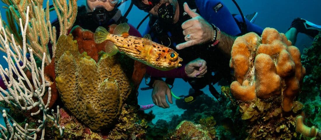 different types of coral - tipos diferentes de coral grande