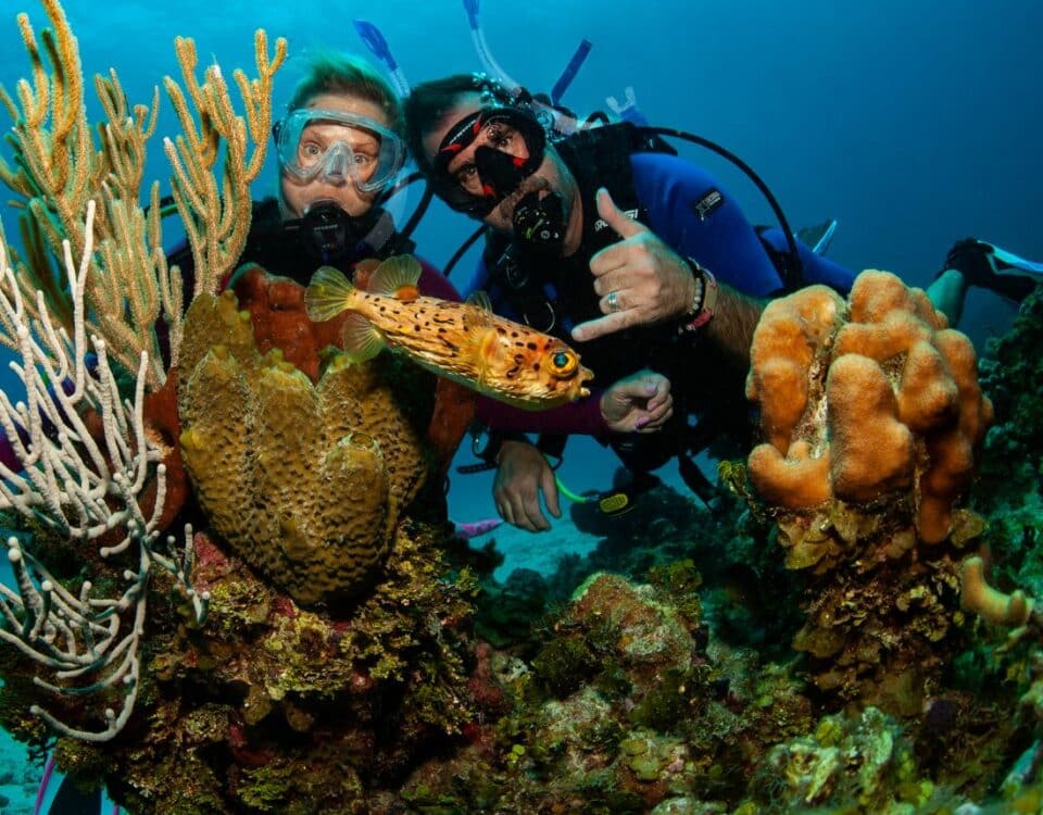 different types of coral - tipos diferentes de coral grande