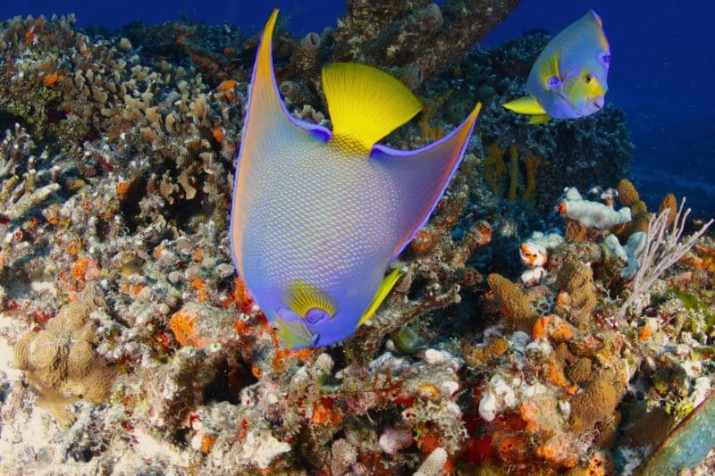 dive sites in Cozumel (1) lugares de buceo en Cozumel