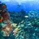 dive sites in Cozumel - dive spots in cozumel - sitios de buceo en cozumel