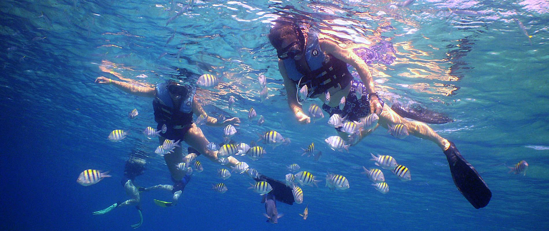 QUALITY DIVING & SNORKELING with DRESSEL DIVERS