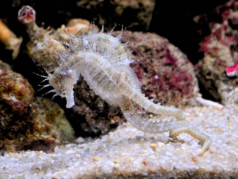 seahorse facts - datos sobre los caballitos de mar (4)