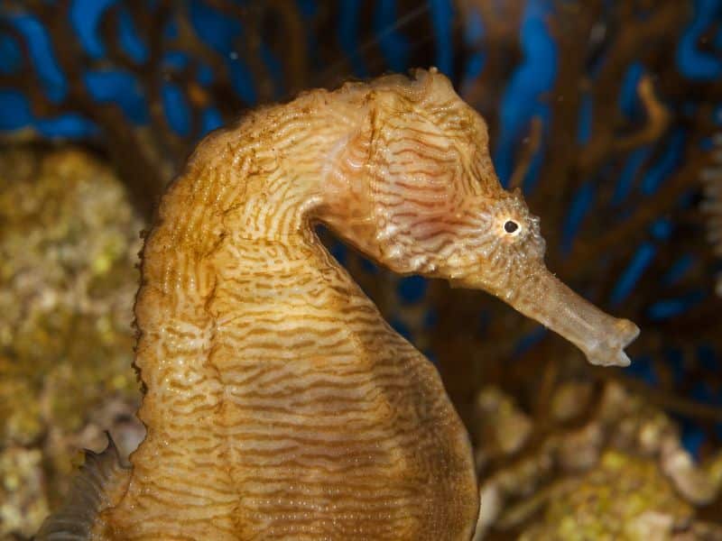 Lined Seahorse (Hippocampus erectus)