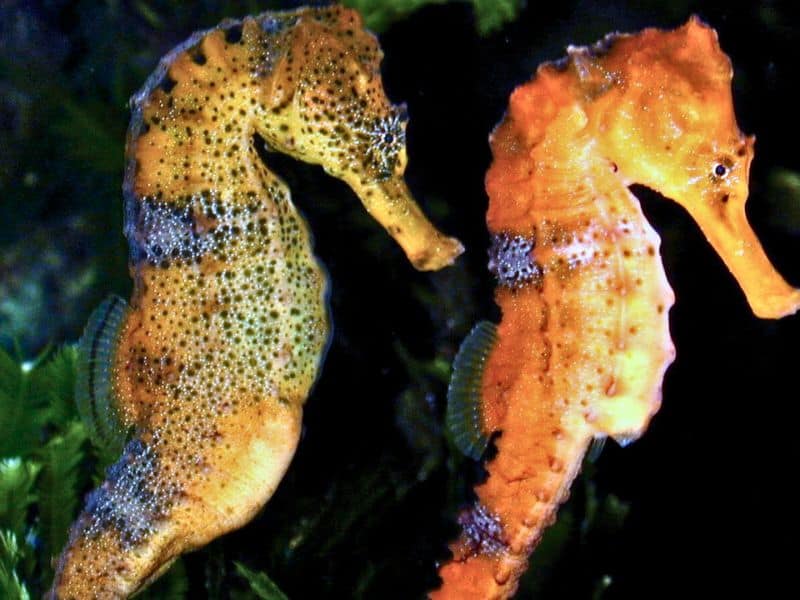 Longsnout Seahorse (Hippocampus reidi)