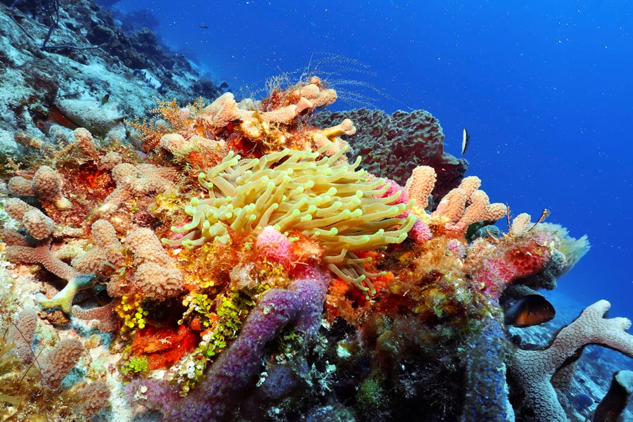 The Impact of Climate Change on Coral Reefs