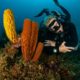 is scuba diving a sport (2) es el buceo un deporte