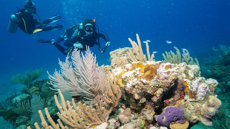 Jamaica's Coral Reefs: Exploring A Paradise for Scuba Divers