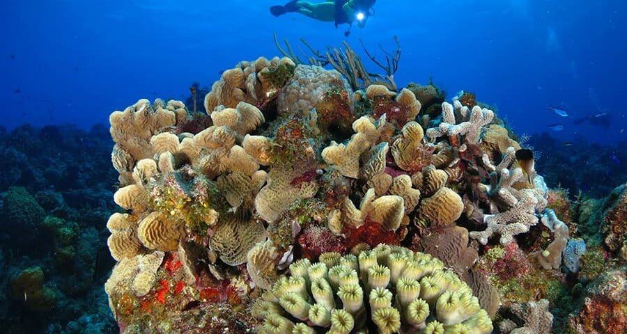 scuba divers paradise - cozumel (1) paraíso para buceadores