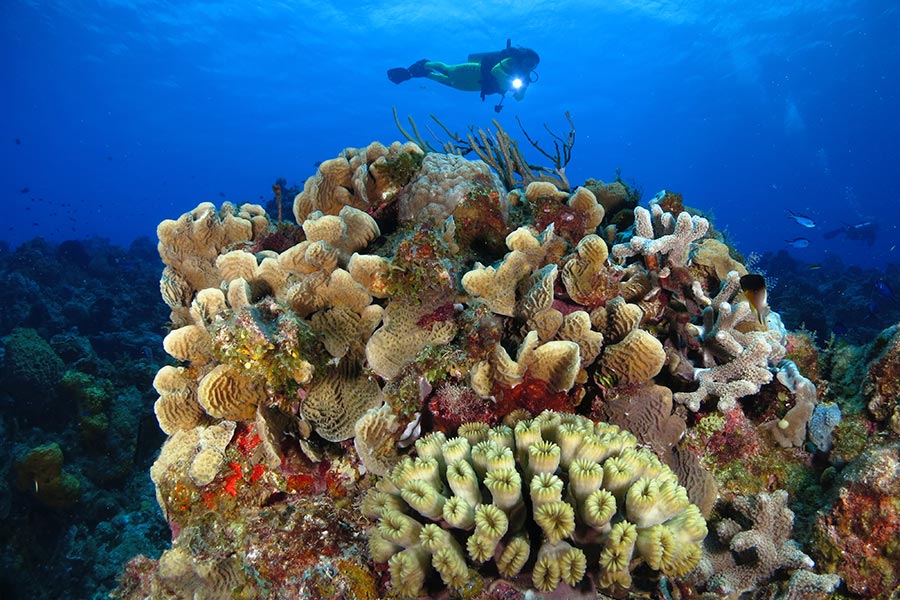 scuba divers paradise - cozumel (1) paraíso para buceadores