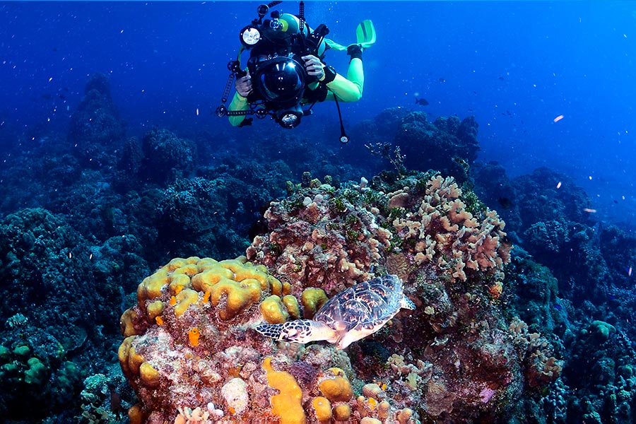 scuba divers paradise - cozumel (3) paraíso para buceadores