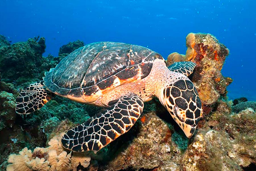 scuba divers paradise-playa - paraíso para buceadores