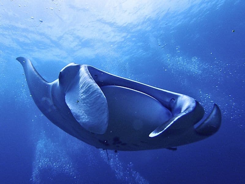 Manta Ray In Raja Amput