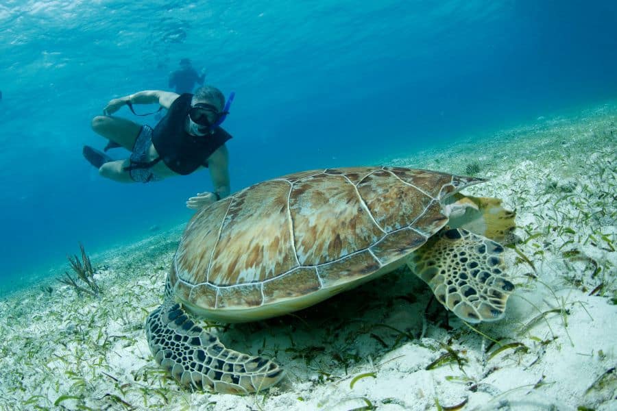 scuba diving with turtles- snorkeling with turtles - buceo con tortugas - snorkel con tortugas (2)