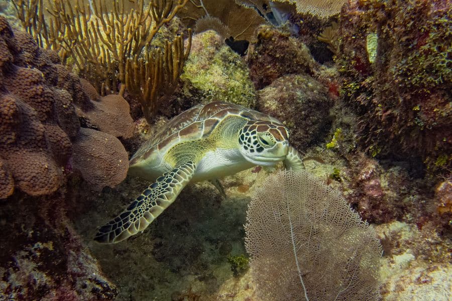 scuba diving with turtles- snorkeling with turtles - buceo con tortugas - snorkel con tortugas (3)