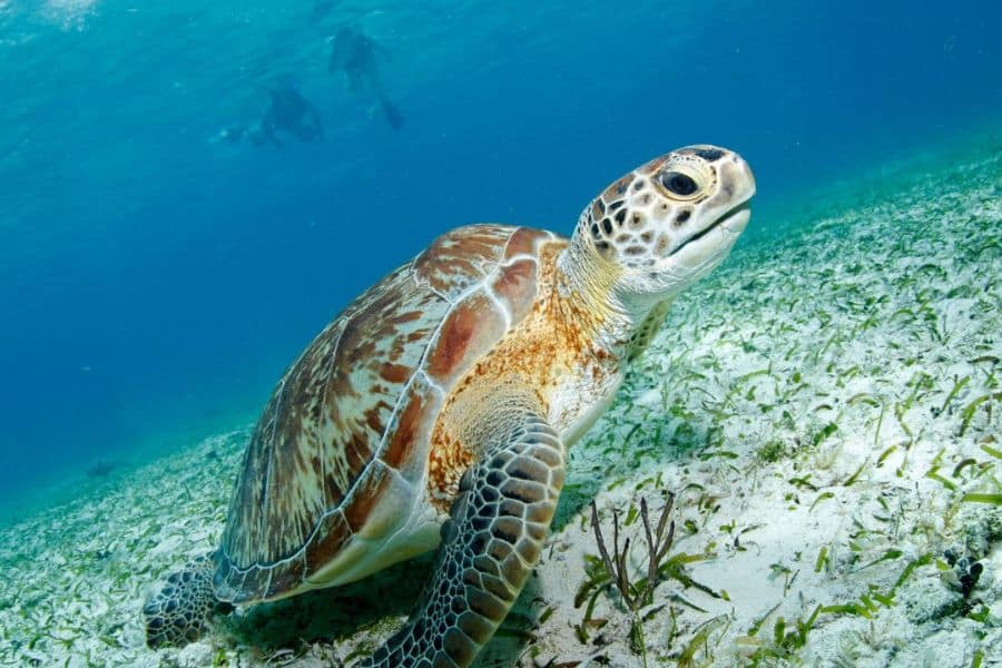 scuba diving with turtles- snorkeling with turtles - buceo con tortugas - snorkel con tortugas (4)