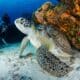 scuba diving with turtles- snorkeling with turtles - bucear con tortugas - snorkel con tortugas (8)