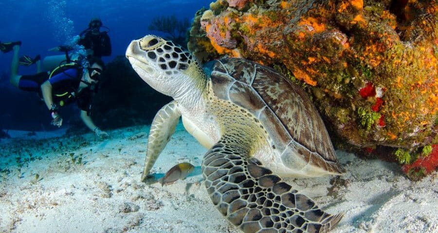 scuba diving with turtles- snorkeling with turtles - buceo con tortugas - snorkel con tortugas (8)