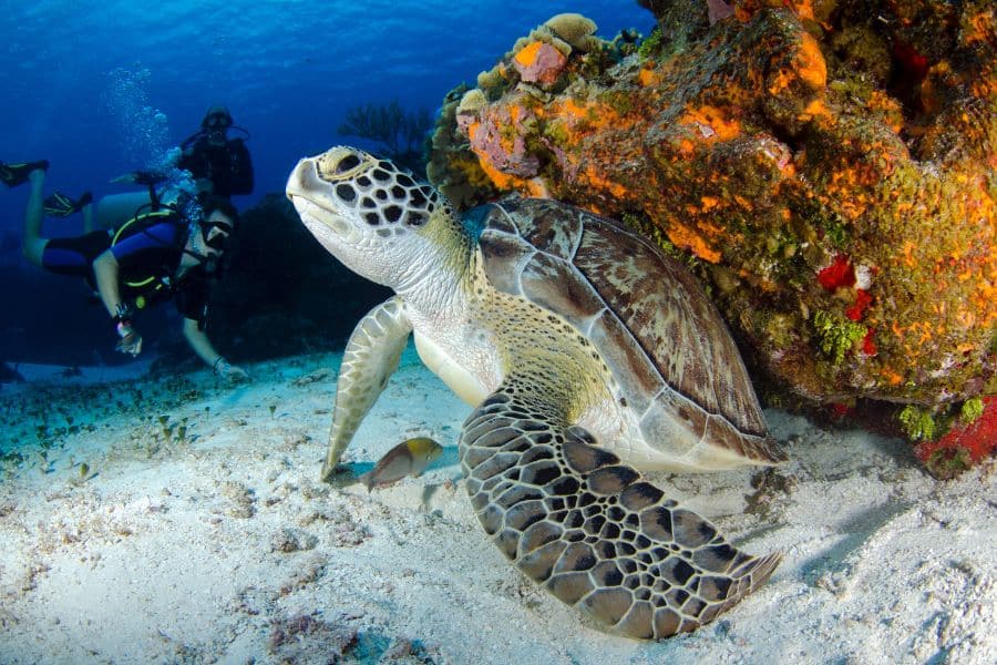 scuba diving with turtles- snorkeling with turtles - buceo con tortugas - snorkel con tortugas (8)