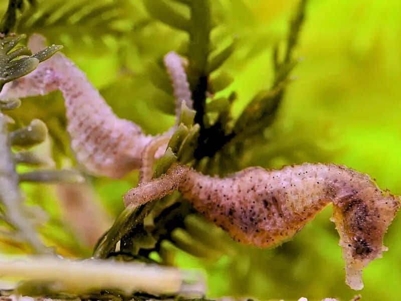 dwarf seahorse