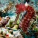 seahorse facts - datos sobre los caballitos de mar (1)