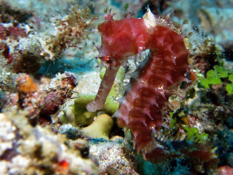 seahorse facts - datos sobre los caballitos de mar (1)