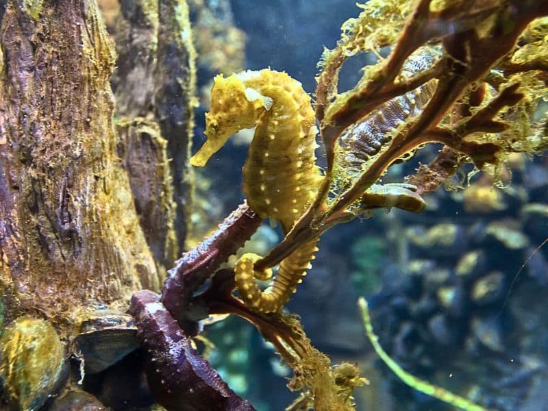 seahorse facts - datos sobre los caballitos de mar (2)