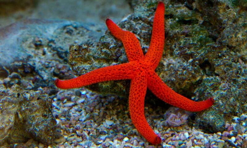 Starfish Defense | 11 Strategies They Use to Protect Themselves