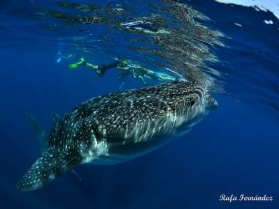 whale shark excursion dressel divers - excursión con tiburones ballena